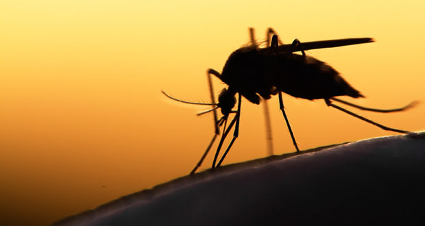 Mückenstiche bei Histaminintoleranz